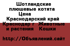 Шотландские плюшевые котята › Цена ­ 2 500 - Краснодарский край, Краснодар г. Животные и растения » Кошки   